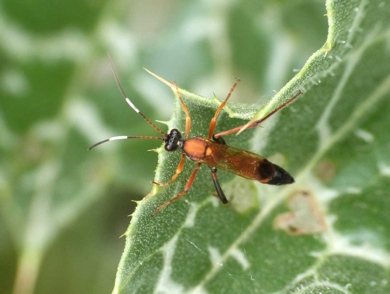 Ichneumonidae su cardo: Ctenochares bicolorus